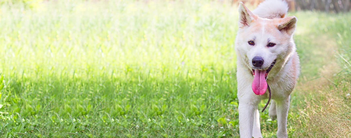 Chicken Run Inspired Dog Names Popular Male and Female Names Wag!